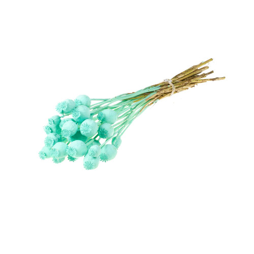 Dried Bunch of Pastel Papaver Poppy Seed Pods Aqua Blue