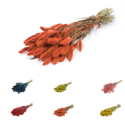 Dyed Bunch of Dried Setarea or Foxtail various colours