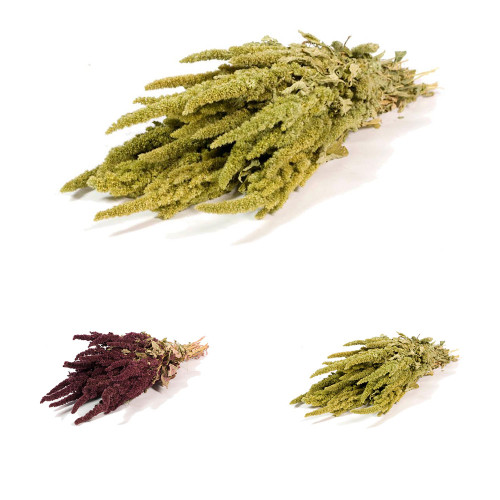 Dried Bunch Natural Amaranthus or Prince of Wales Feather 60cm/24 Inches Green or Red
