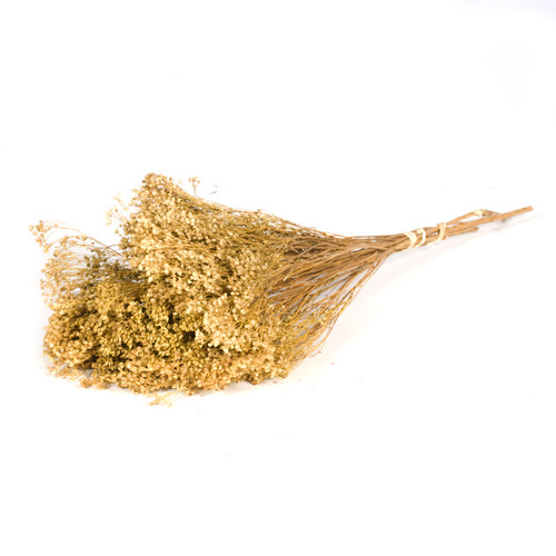 Dried Bunch of Natural Broom Bloom