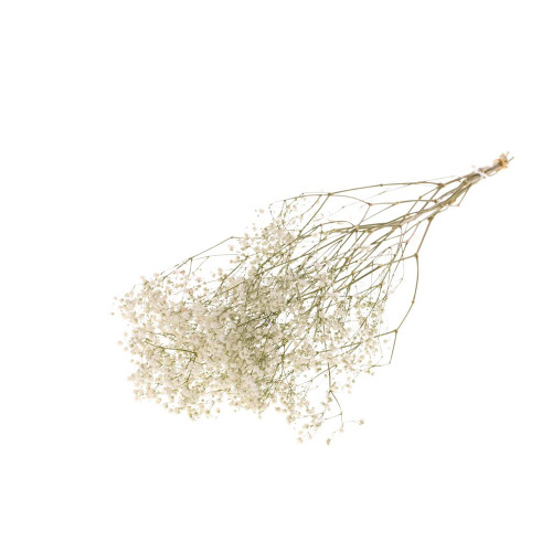 Preserved Dried Gypsophila White