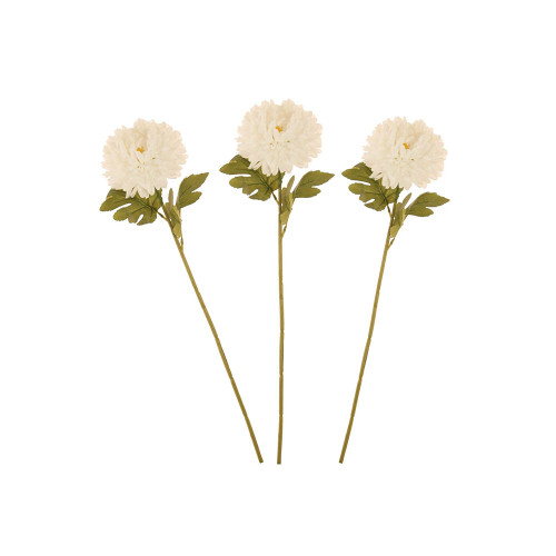 Chrysanthemum Flower Stems White