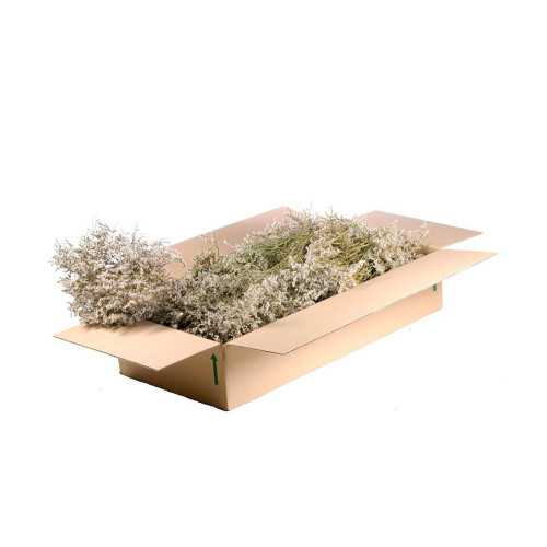 Box of Dried Natural White Statice Tatarica or Sea Lavender