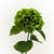 Hydrangea Green 70cm/27.5 Inch Stem