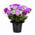 Grave Pot Roses Gyp Purple & Pink