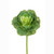 Brassica Ornamental Cabbage Stem 46cm Green