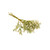 Gypsophila Flamingo or Baby's Breath White