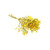 Gypsophila Flamingo or Baby's Breath Yellow