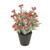 Potted Artificial Red Snowberry With Fake Snow