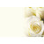 Florist Gift Cards Ivory Rose 9cm x 6cm Pack of 50