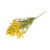 Dried Bunch Solidago or Goldenrod Flower Natural Yellow