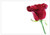 Single Red Rose Florist's Cards