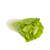 Chinese Cabbage Single Head 18cm