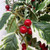 Artificial Variegated Holly Garland detail