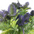 Artificial Purple Thistle Flower and Green Foliage Bush detail