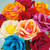 Werola Doublette Crepe Paper flowers
