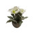 Faux Silk Frosted Hellebore or Christmas Rose Flowers and Leaves in Pot