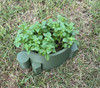 Tortuga bloempot - groot