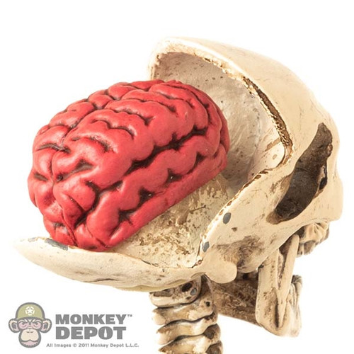 Organ: Coo Models 1/6th Brain