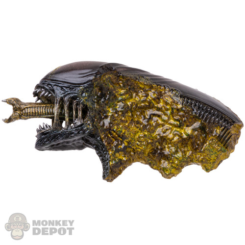 Prop: Hot Toys Xenomorph Head Remains