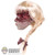 Head: Asmus Toys Zombie Katty (Rooted Hair)