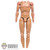 STAINED Figure: China Model Mens Nude Base Body