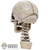 Head: Coo Models Skull w/ Spine