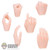 Hands: Create Models Female Hand Set