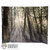 Display: DiD Light In The Forest Backdrop (18.5" X 13.5") (READ NOTES)