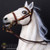 Gear: DiD Napoleonic Horse Bridle