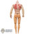 Figure: Premier Toys Warlord's Body w/Wrapped Arms (READ NOTES)