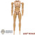 Figure: POP Toys 1/12 Taller Male Body (READ NOTES)