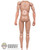 Figure: Ujindou Mens Body w/ Seamless Wrists and Pegs