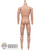 Figure: World Box Male Nude Body