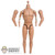 Figure: DamToys 3.0 Muscle Body w/Neck Post & Rubber Muscle Arms (DML1524)