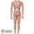 Figure: Facepool Mens Body w/ Seamless Forearms (FPFL0366)