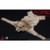 Boxed Figure: HY Toys Imperial Army Aquilifer (HY-HH18003)