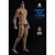 PREORDER Nude Figure: World Box Asian Narrow Shoulders Body (WB-AT042)