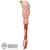 Limb: Hot Toys Battle Damaged T-800 Endoskeleton Left Arm