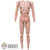 Figure: Mars Toys Male Base Body w/ Pegs