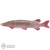 Animal: LToys Tiger Muskie Fish