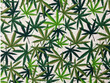 Quilting Cotton Cannabis on White