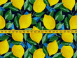 Lemons Printed Outdoor