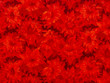 Floral Quilting Cotton Red
