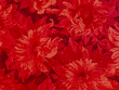 Floral Quilting Cotton Red D