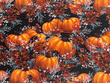 Autumn Harvest Thanksgiving on Black