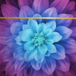 Cotton Panel Lotus Flower