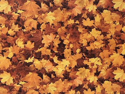 Thanksgiving Falling Leaves Quilting Cotton