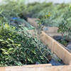 Losada olives