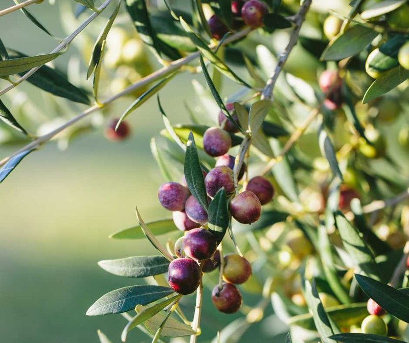 Main varieties of Olive Trees | Le Gourmet Central